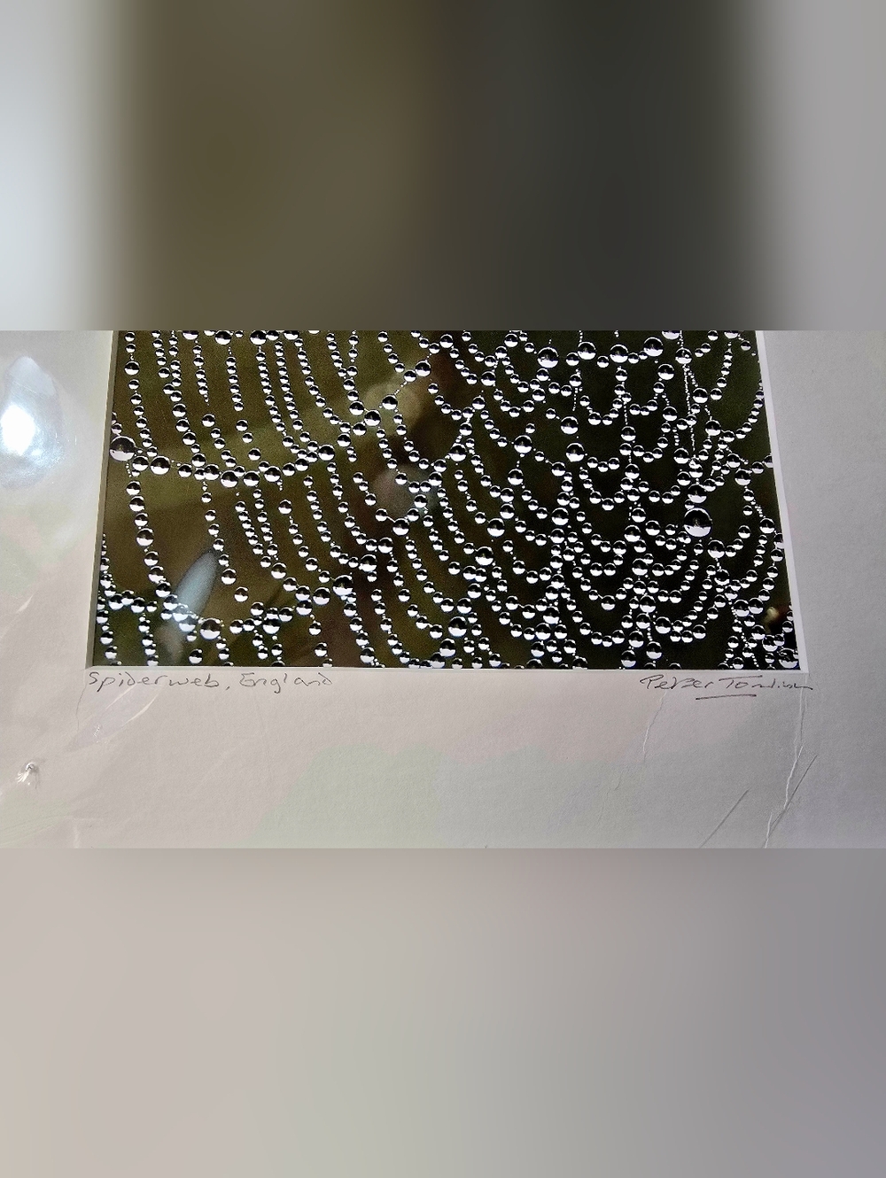Signed Spiderweb Photography Print Peter Tomlinson Nature Wall Art Matted Surrey - Picture 4 of 7